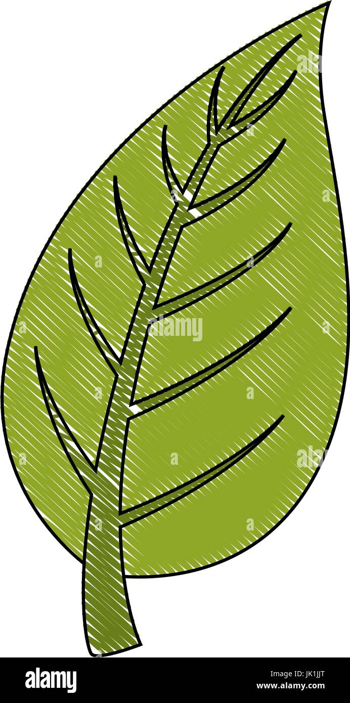 leaf icon over white background vector illustration Stock Vector Image ...
