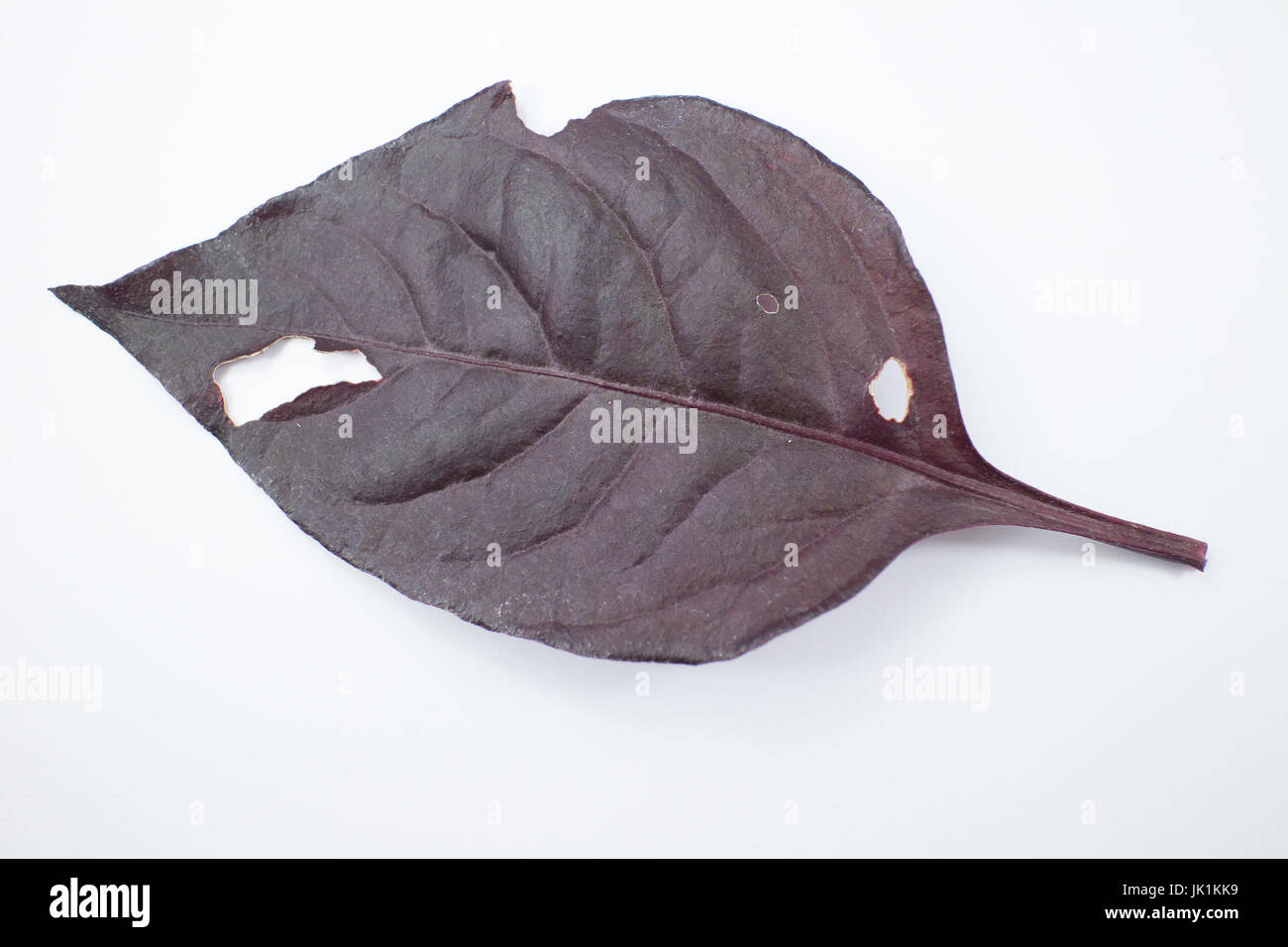 Disease Red leaf of Red Ivy or Red flame ivy or Hemigraphis alternata isolated on white background Stock Photo