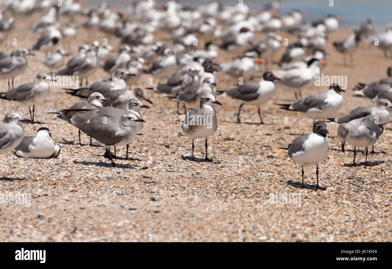 Seagulls on the beach at Fernandina Beach's Fort Clinch State Park on Amelia Island in Northeast Florida. (USA) Stock Photo