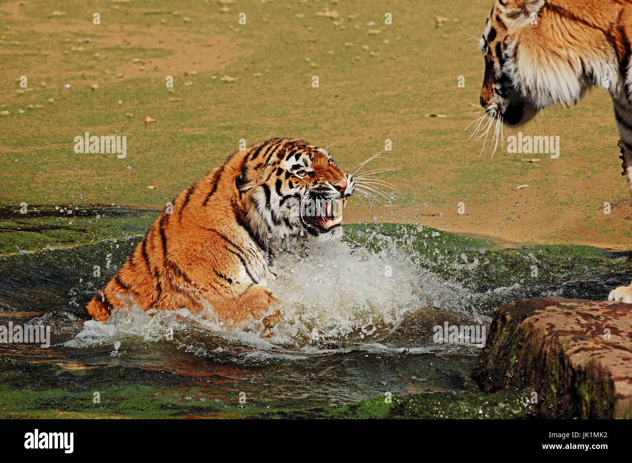Siberian Tiger / (Panthera tigris altaica) | Sibirische Tiger / (Panthera tigris altaica) / Amurtiger Stock Photo