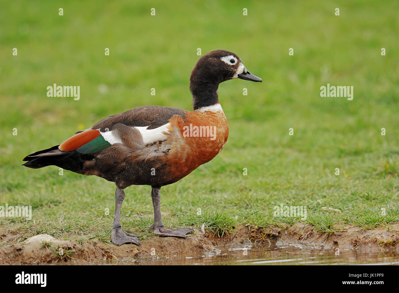 Australian Shelduck, female / (Tadorna tadornoides, Casarca tadornoides) | Halsbandkasarka, weiblich / (Tadorna tadornoides, Casarca tadornoides) Stock Photo