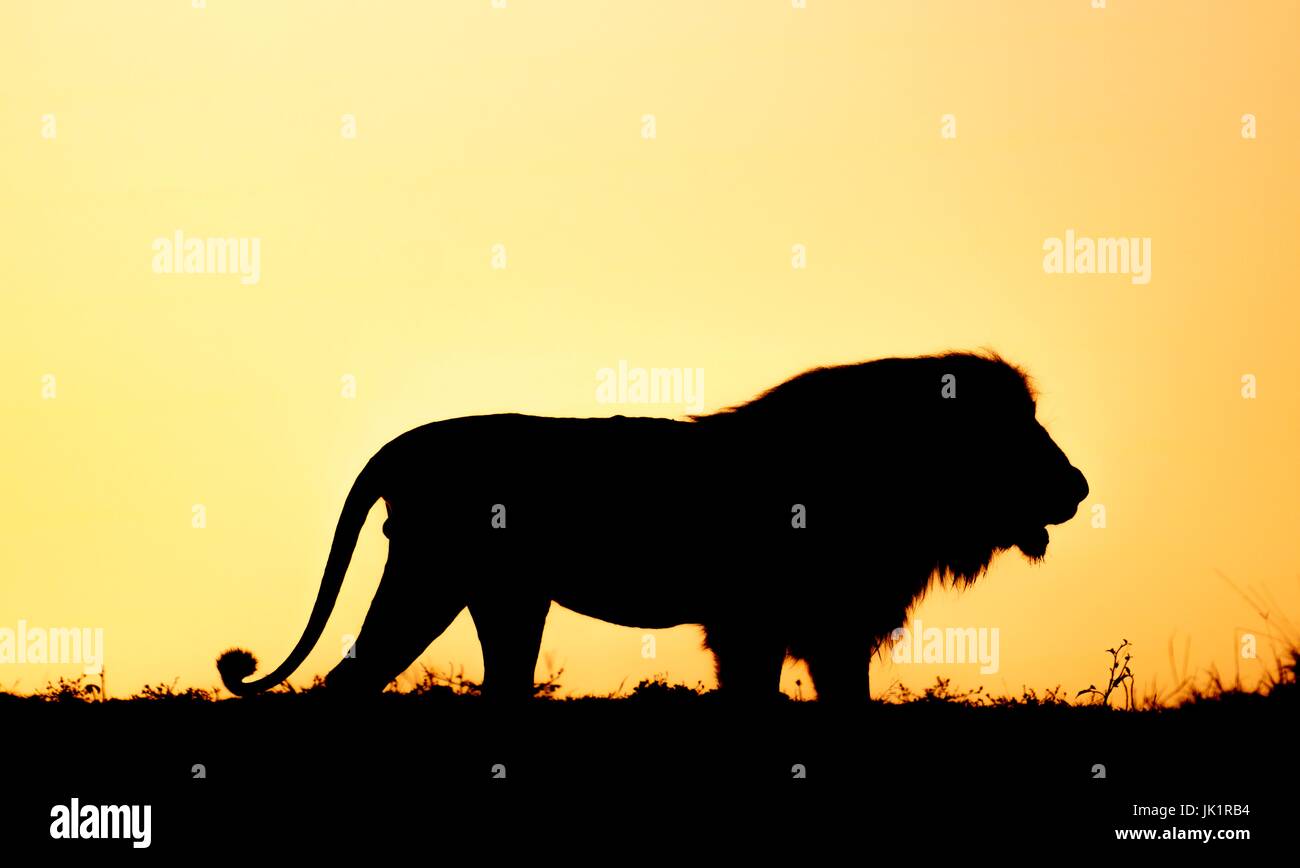 African lion silhouette hi-res stock photography and images - Alamy