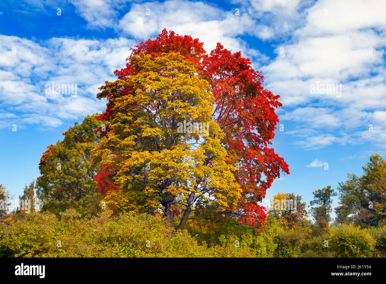 Autumn tree with bright foliage on a blue sky background Stock Photo ...
