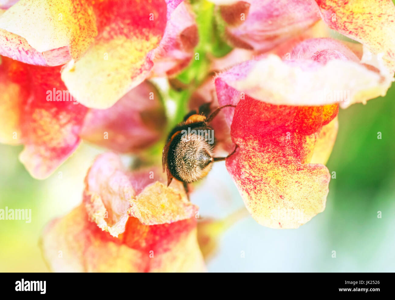Big bee in flowers at summer sunny day Stock Photo