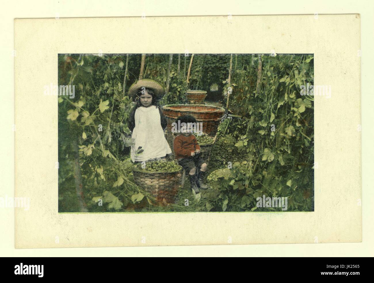 Tinted postcard of Edwardian children hop picking, hops in baskets, circa 1905, U.K. Stock Photo