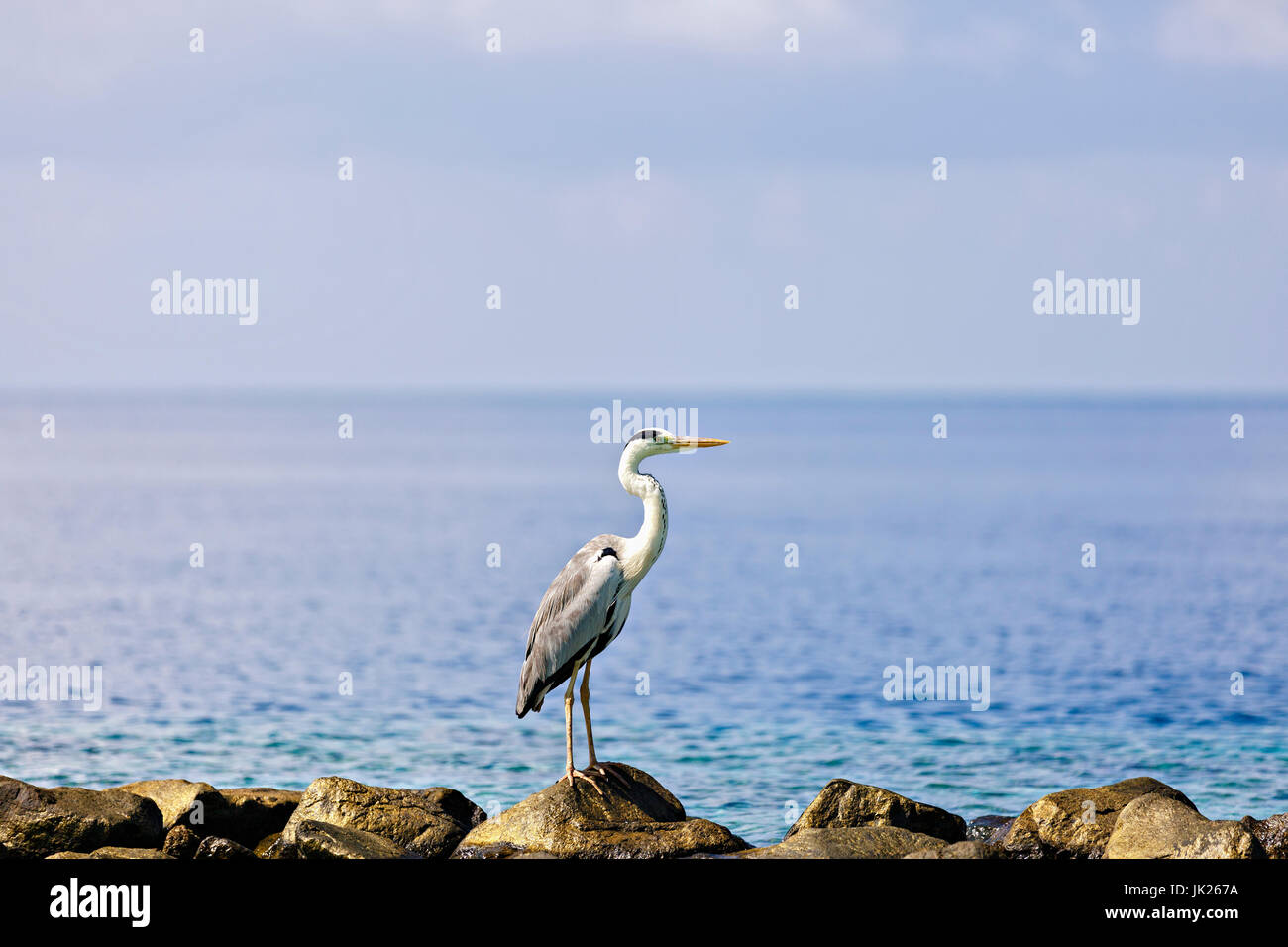 A beautiful grey heron walking at the beach in Maldives. Stock Photo