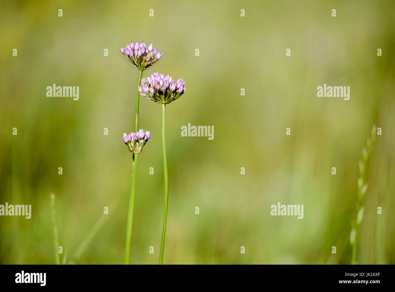 Alium flower in the meadow close to the Dnieper river in Kiev, Ukraine Stock Photo