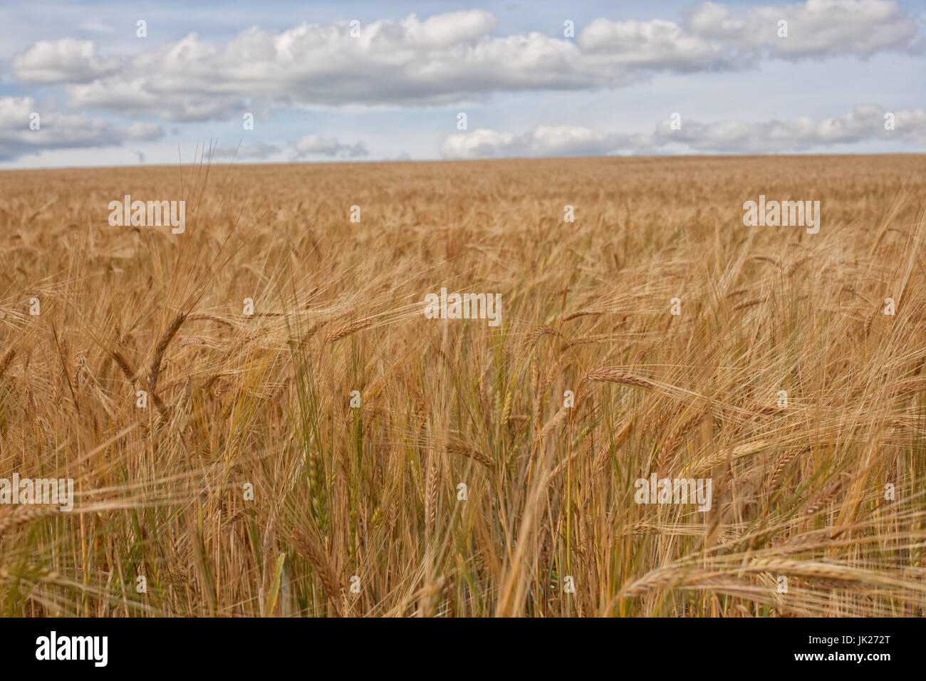 Rye field on the sky background Stock Photo - Alamy