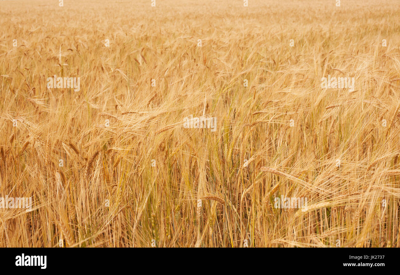 Rye field on the sky background Stock Photo - Alamy