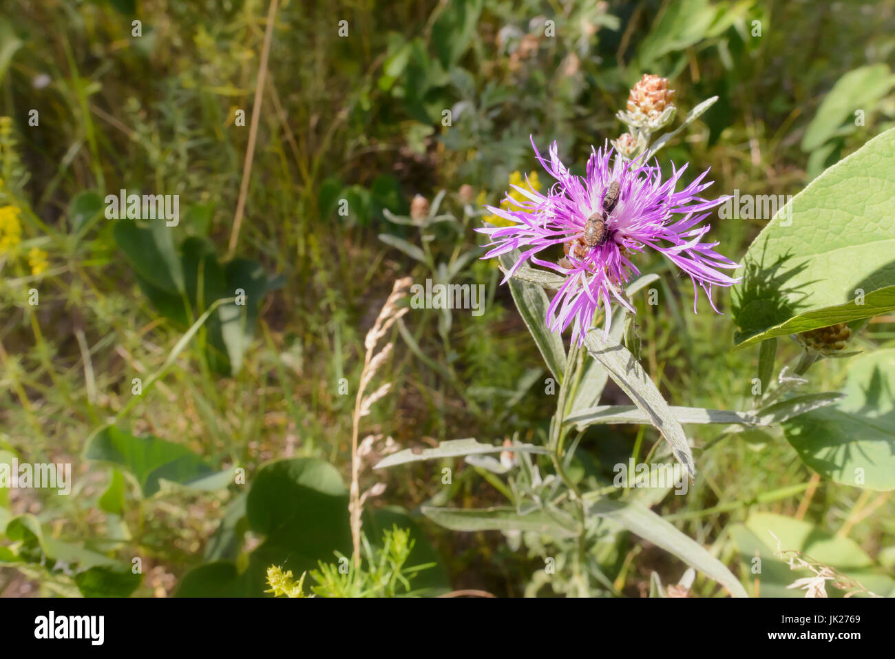 Centaurea phrygia L. subspecies pseudophrygia flower, also known as wig knapweed, growing in the meadow in Kiev, Ukraine, with two weevils living on i Stock Photo