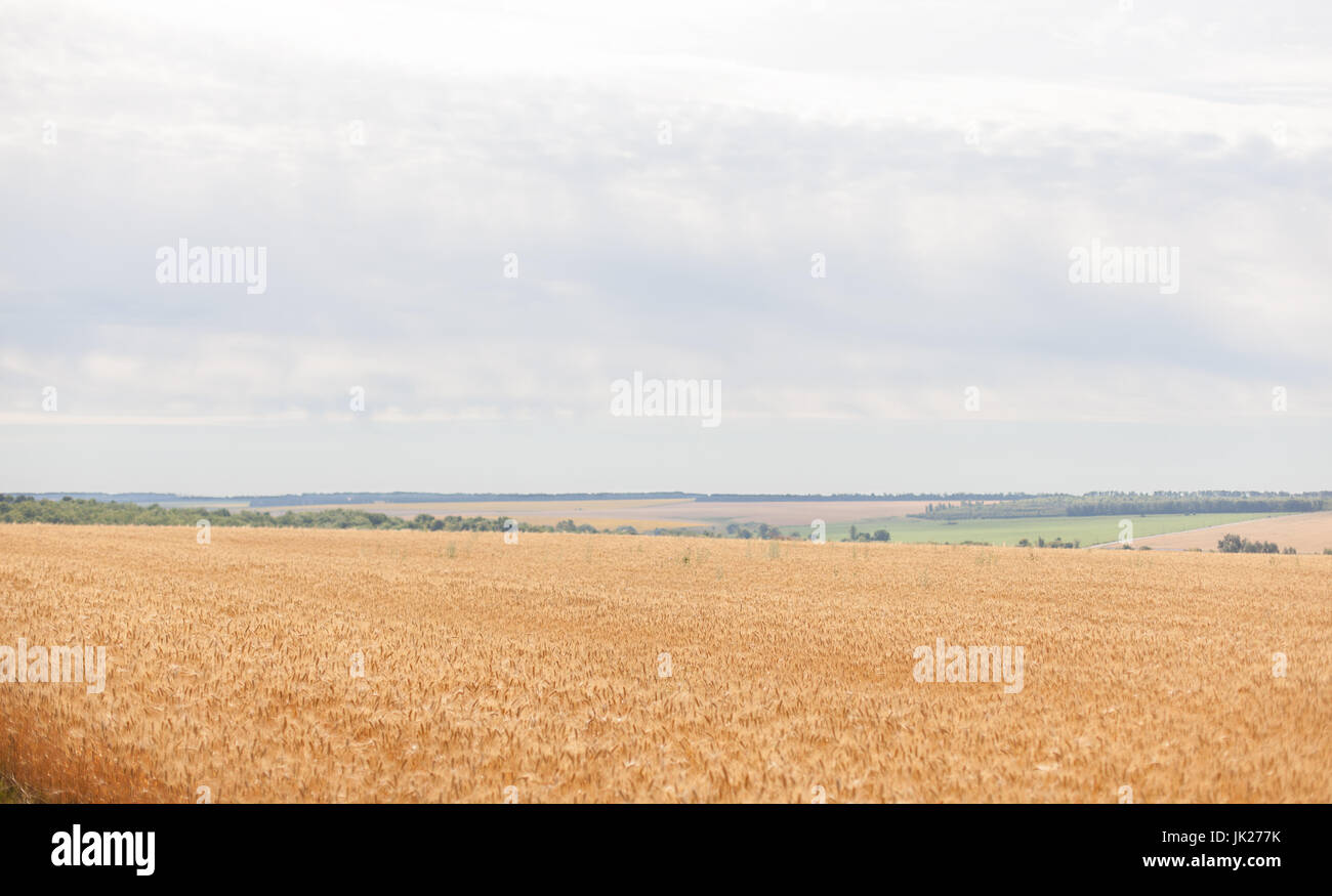 Rye field on the sky background Stock Photo - Alamy