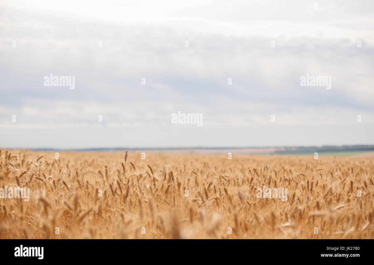 Rye field on the sky background Stock Photo - Alamy
