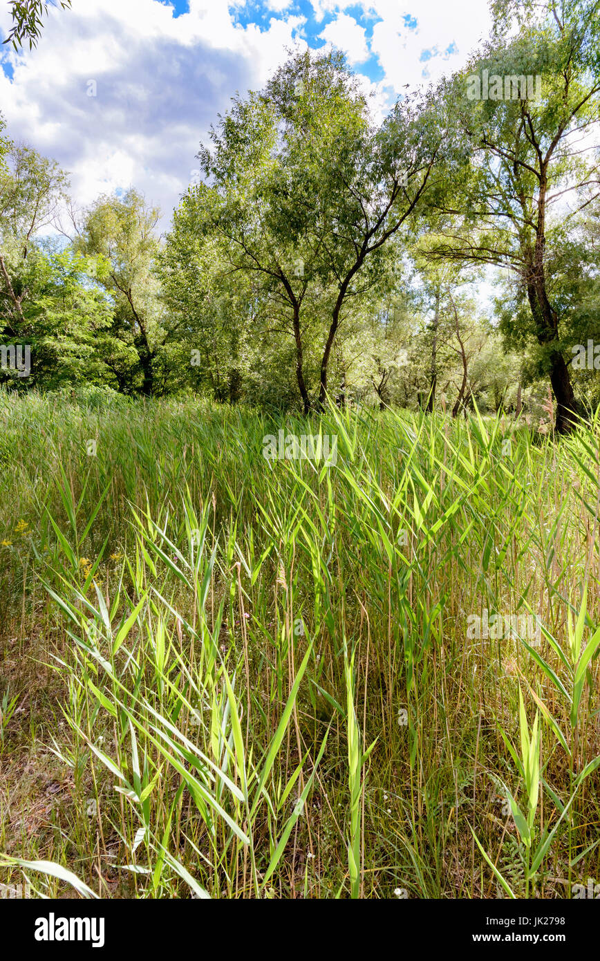 Young phragmites australis plants, also known as common reeds, without flowers, close to the Dnieper river in summer Stock Photo
