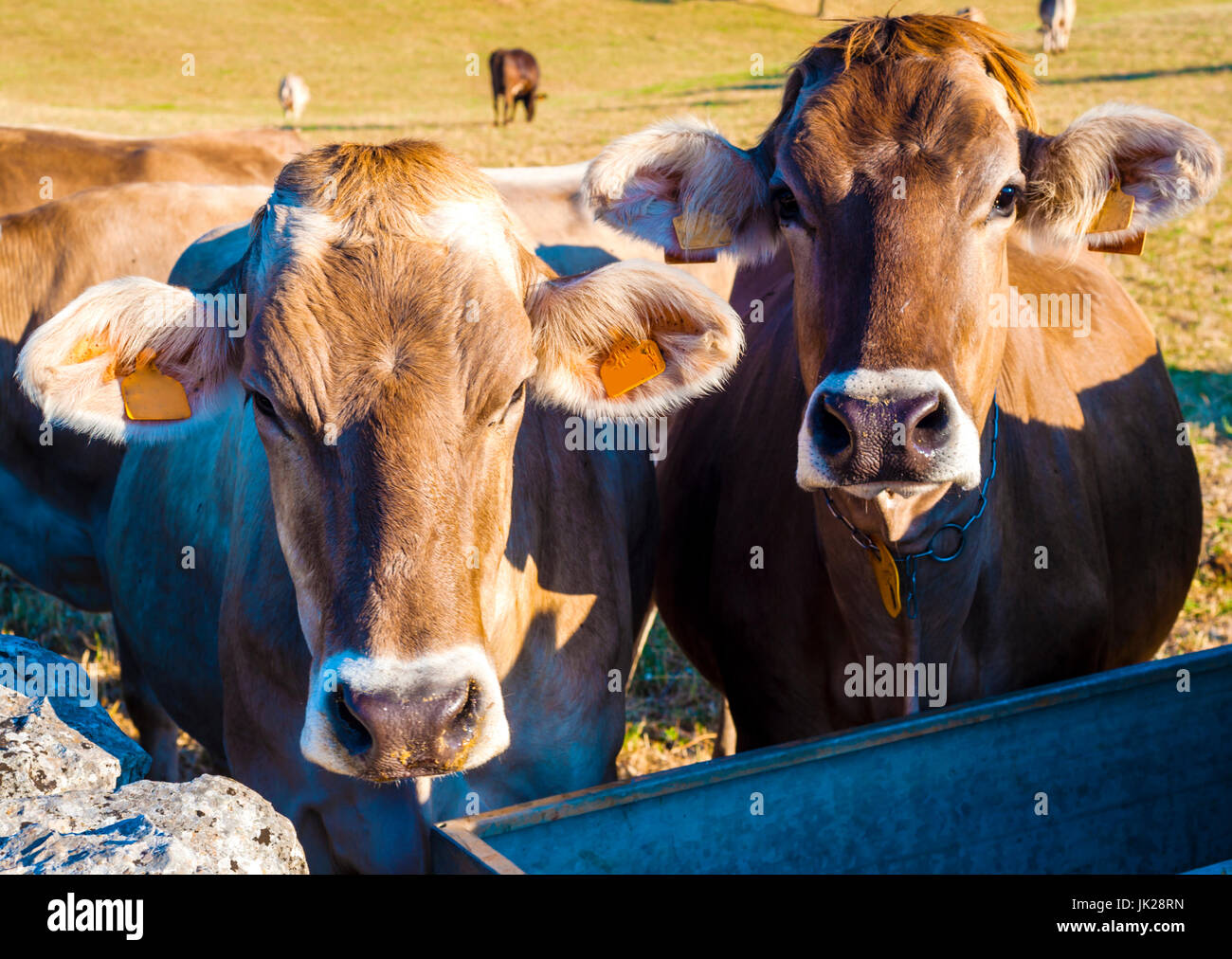 Cows in a meadow, apulia countryside landscape Stock Photo