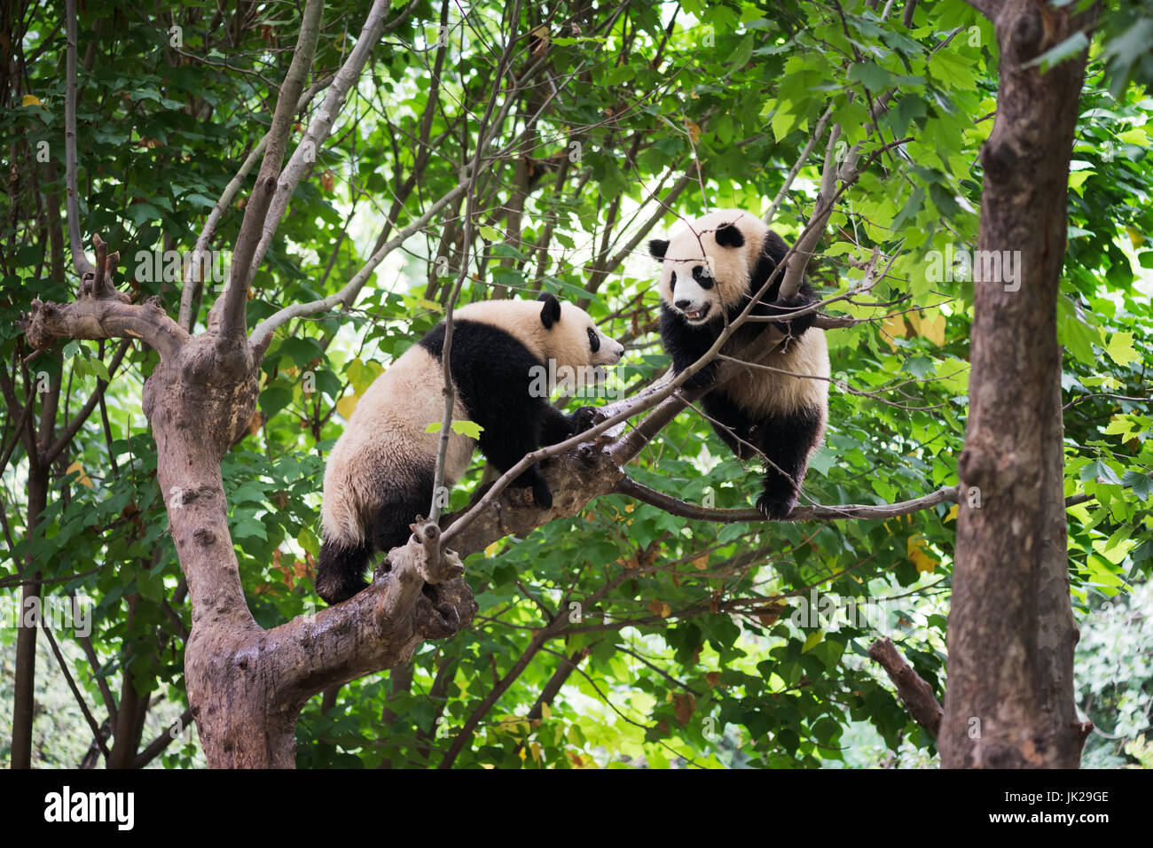 Panda bear and cubs hi-res stock photography and images - Alamy