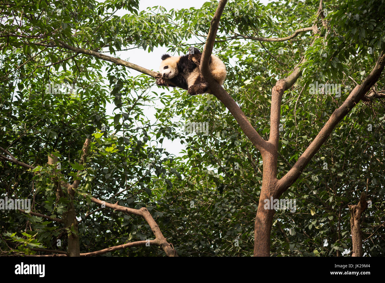 Giant panda cub sleeping at the top of a tree, Chengdu, Sichuan Province, China Stock Photo
