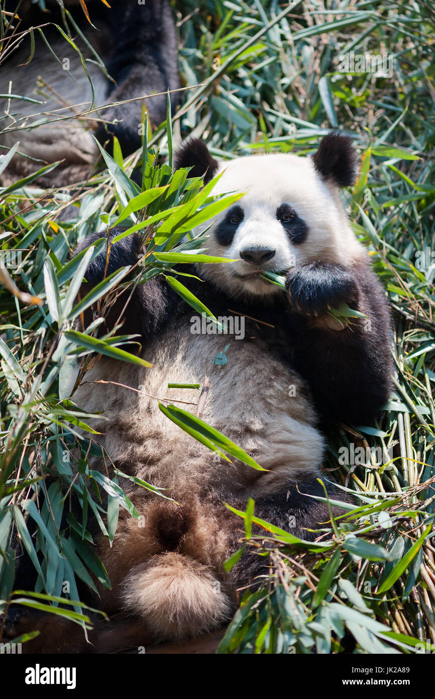 Giant panda eating bamboo, Chengdu, Sichuan Province, China Stock Photo
