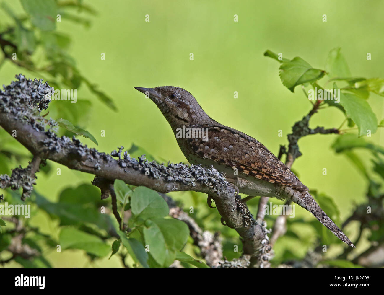 Eurasian wryneck, Jynx torquilla, sitting on branch, clean green background Stock Photo