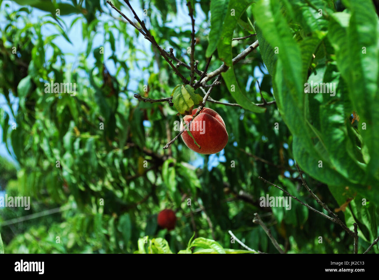ripe peach in tree Stock Photo Alamy