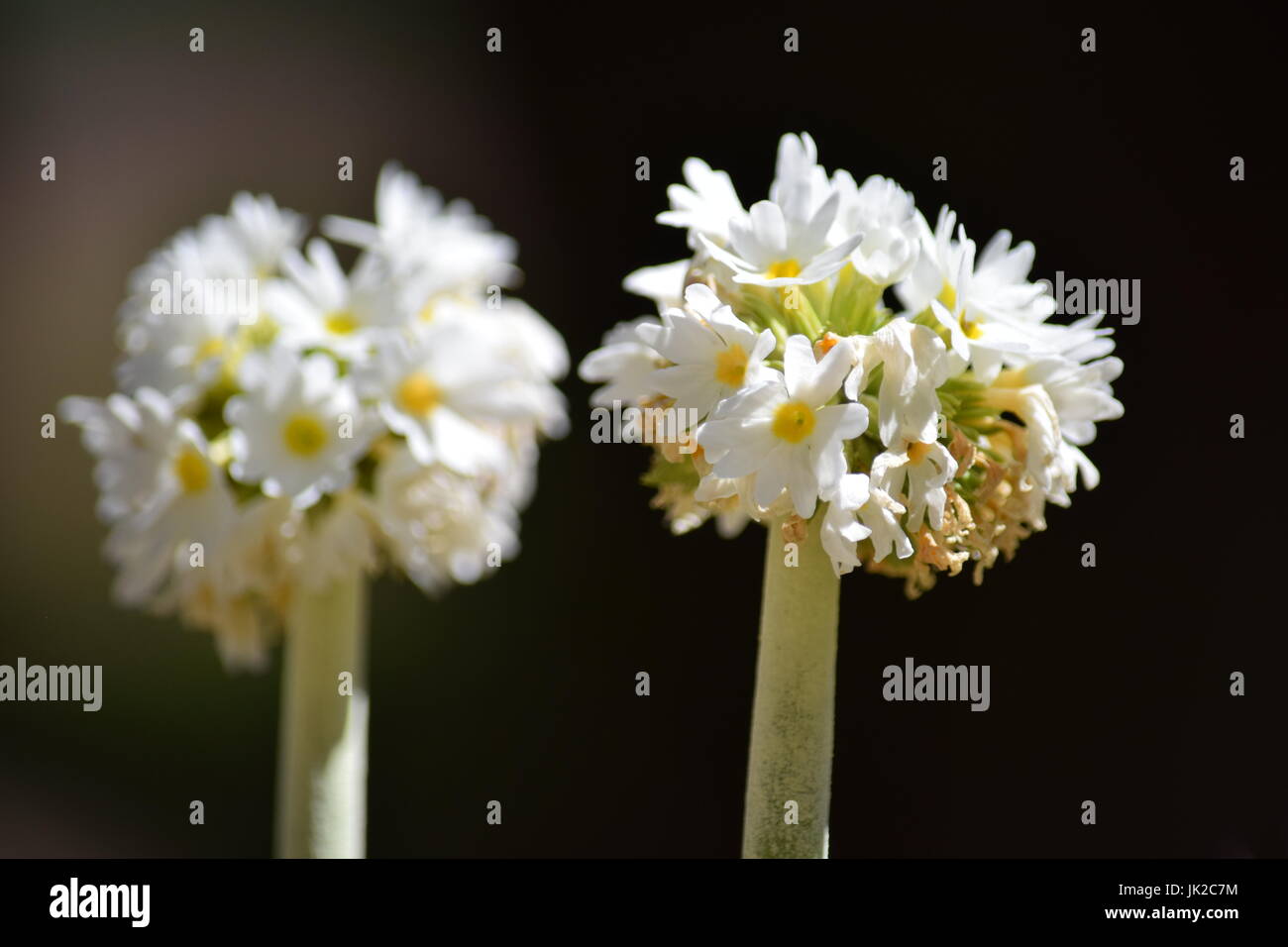 Candelabra primula Stock Photo Alamy