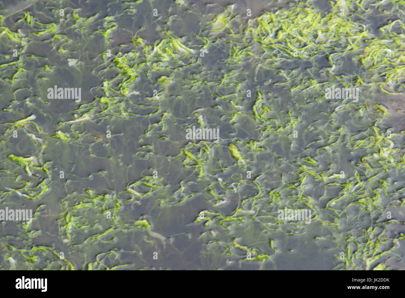 Sea weed background Stock Photo - Alamy