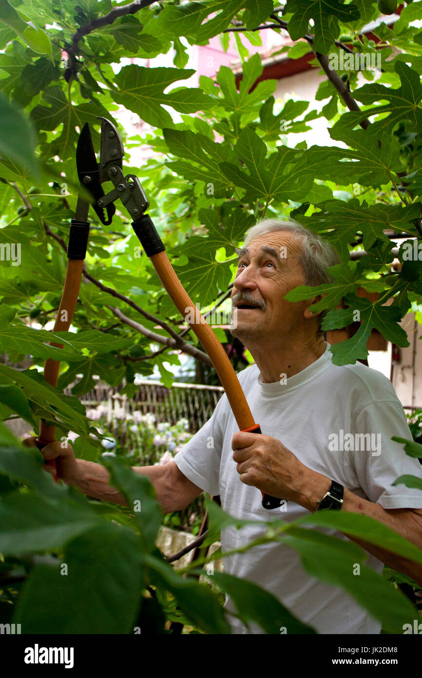Senior man cutting common fig tree branches with  lopping shears in his garden - backyard Stock Photo