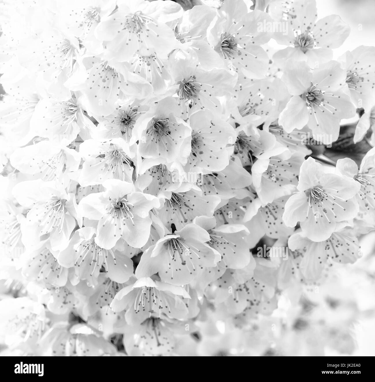 Monochrome outdoor image of a cluster / bunch of flowering cherry blossoms in bright sunshine Stock Photo