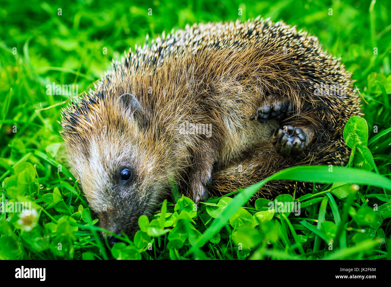 Little hedgehog in the grass. Stock Photo