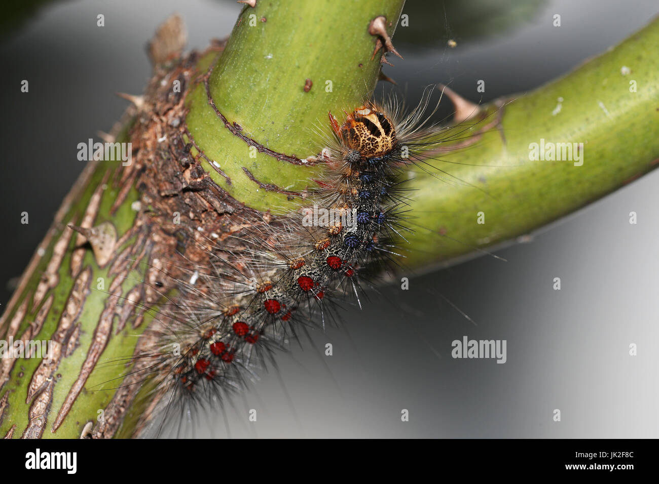 Gypsy moth, Lymantria Dispar, in its caterpillar state: one of the most destructive pests of hardwood trees Stock Photo