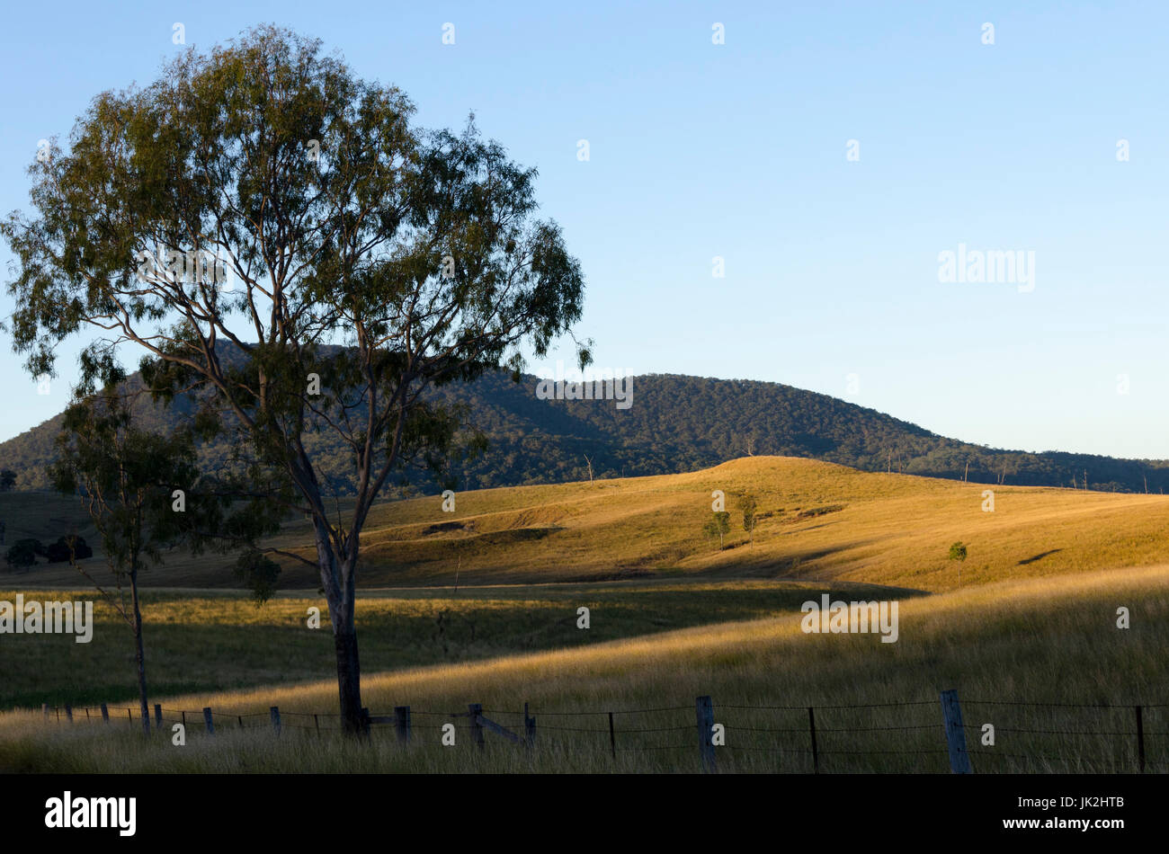 Tree and farmland, near Aratula, Queensland, Australia Stock Photo Alamy