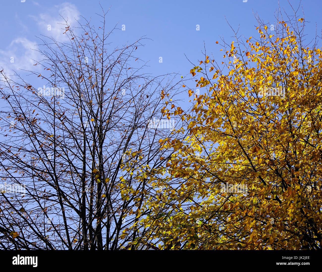 Autumn trees under blue sky at sunny day in Europe Stock Photo - Alamy