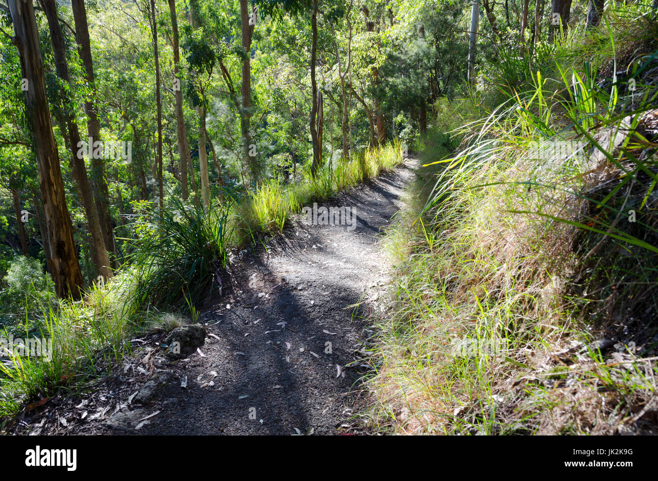 Bush track, Queen Mary Falls National Park, Queensland, Australia Stock Photo