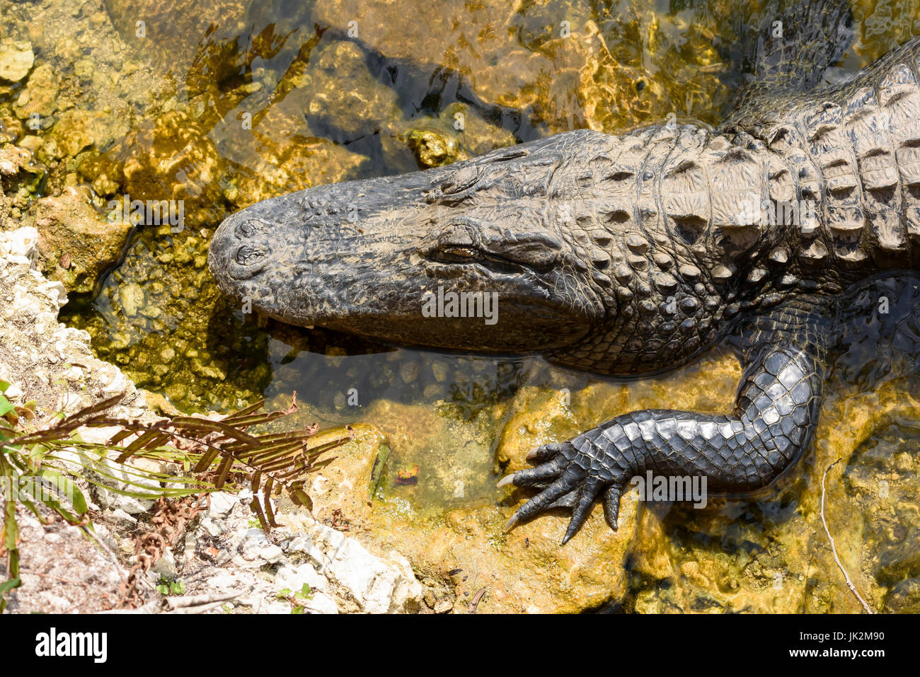 American alligator (Alligator mississippiensis) Kirby Storter Roadside Park, Big Cypress National Preserve, Florida, USA Stock Photo