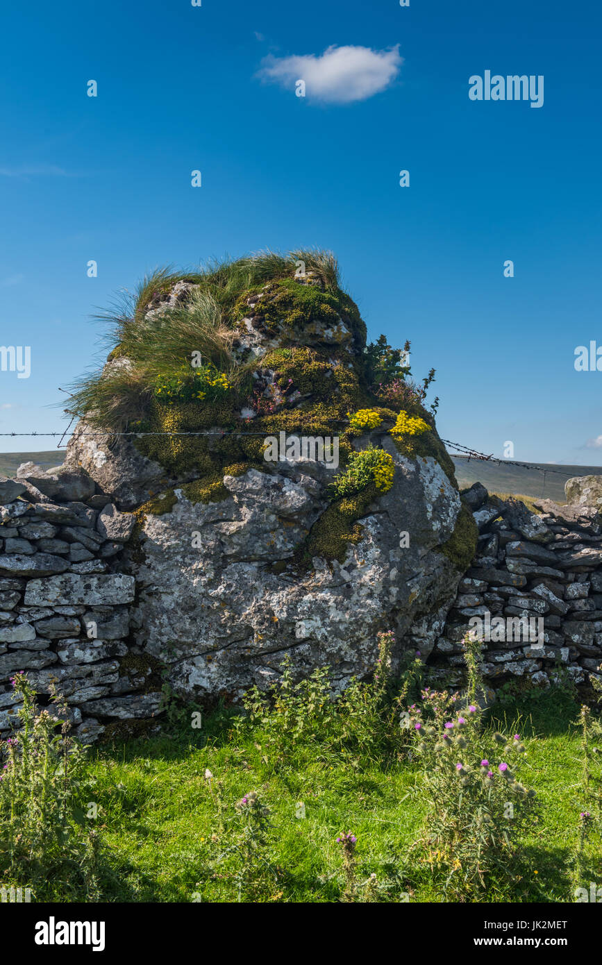 An erratic boulder built into a drystone wall in Yorkshire Stock Photo