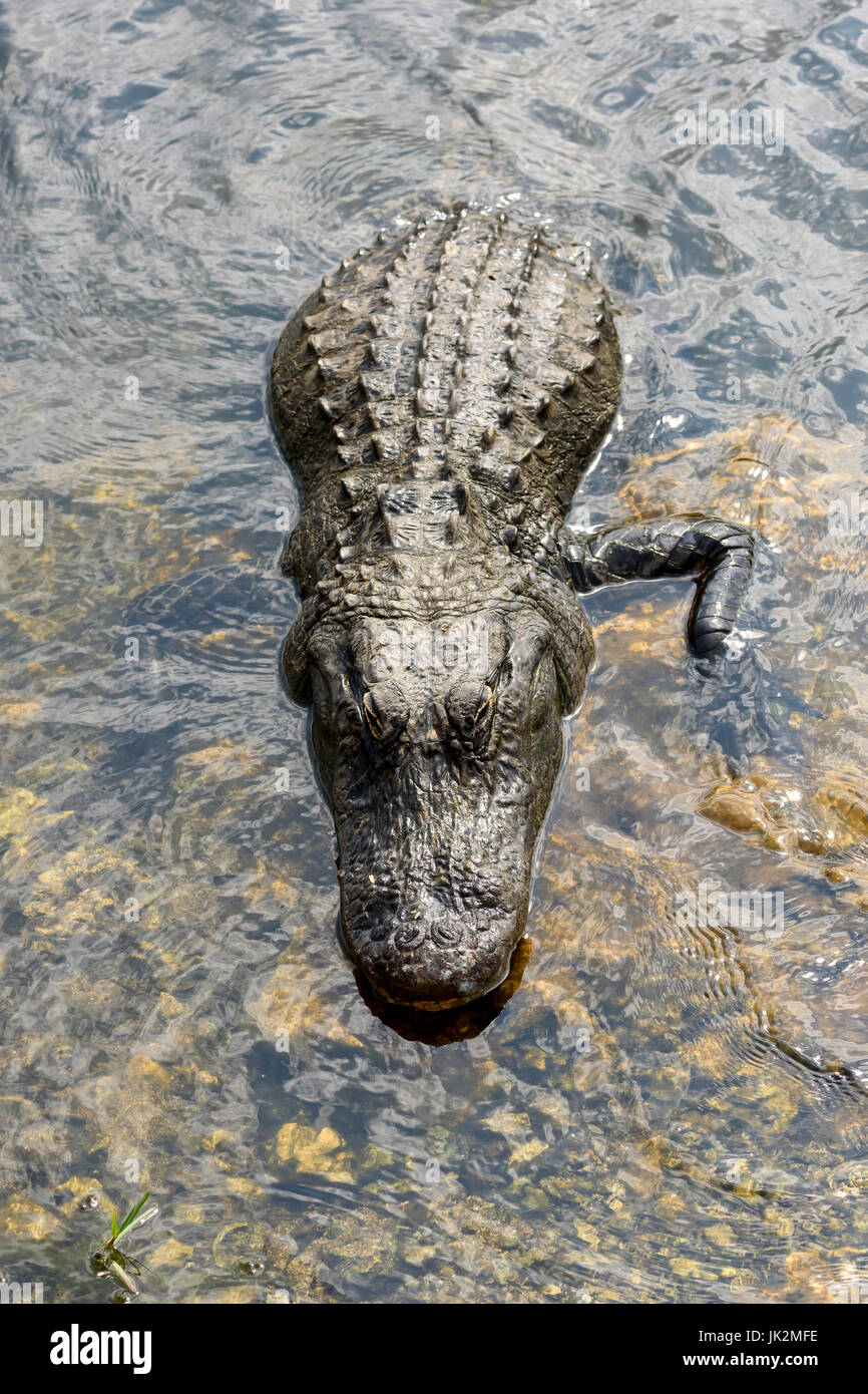 American alligator (Alligator mississippiensis), Kirby Storter Roadside Park, Big Cypress National Preserve, Florida, USA Stock Photo
