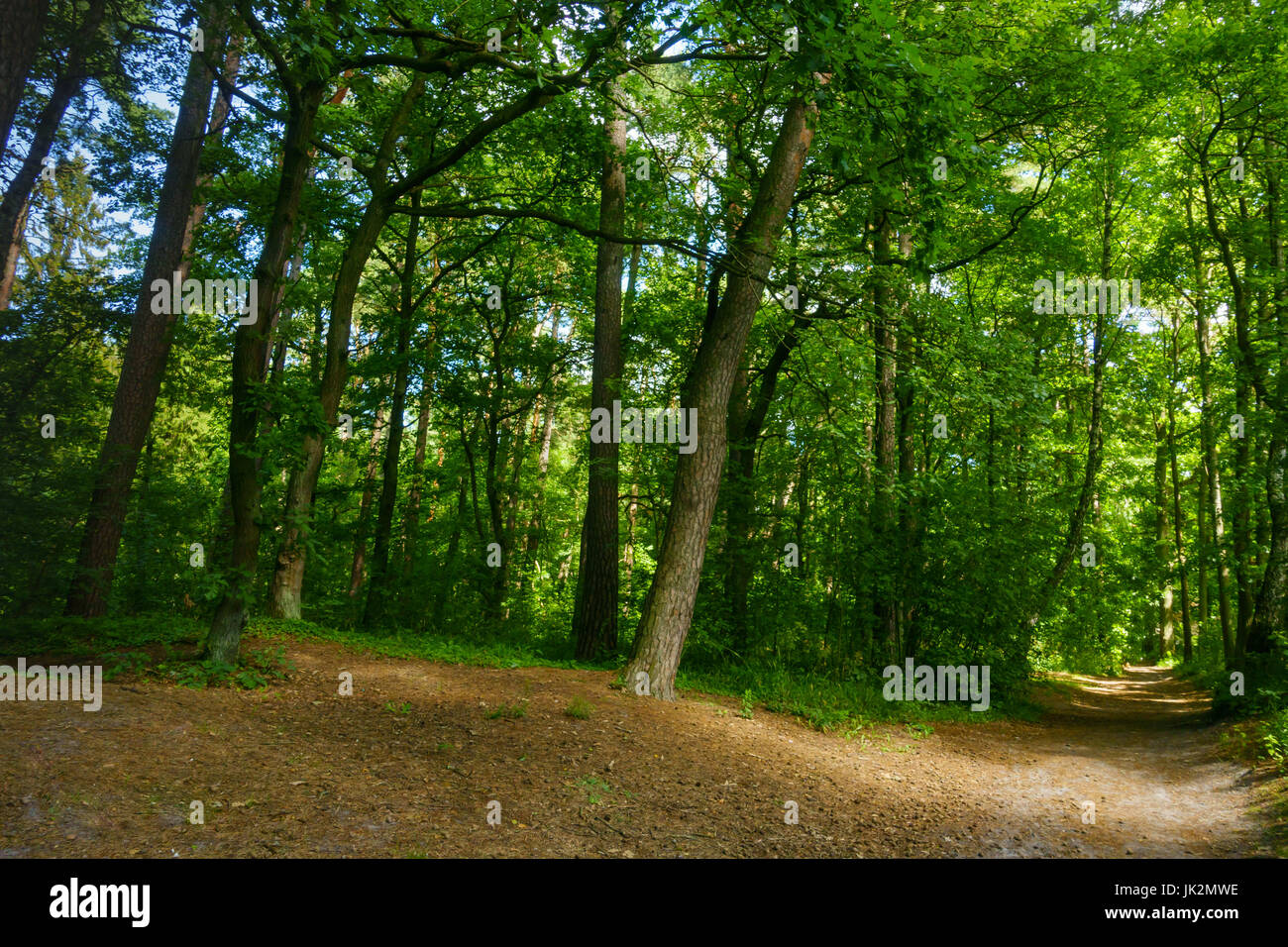 Beautiful pine forest at summer Stock Photo - Alamy