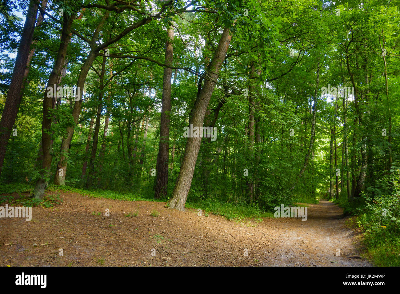 Beautiful pine forest at summer Stock Photo - Alamy