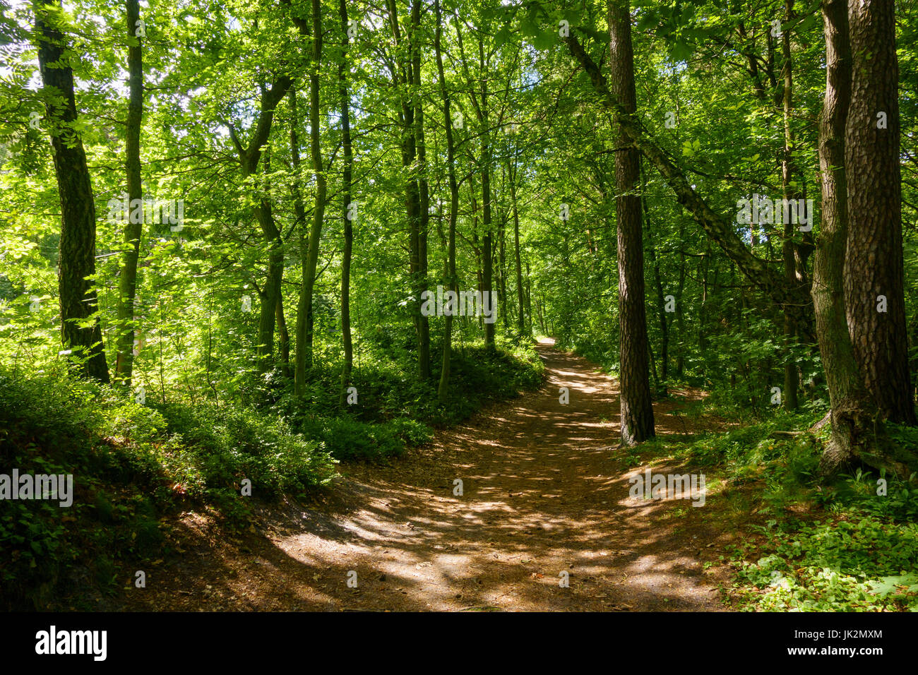 Beautiful pine forest at summer Stock Photo - Alamy