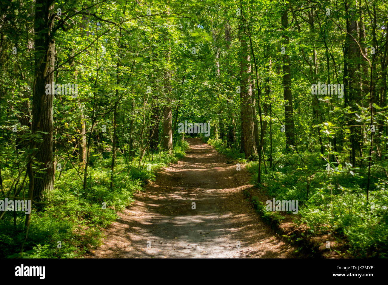 Beautiful pine forest at summer Stock Photo - Alamy