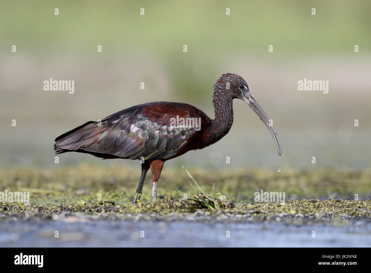 Glossy ibis, Plegadis falcinellus, single bird by water,  Romania, July 2017 Stock Photo