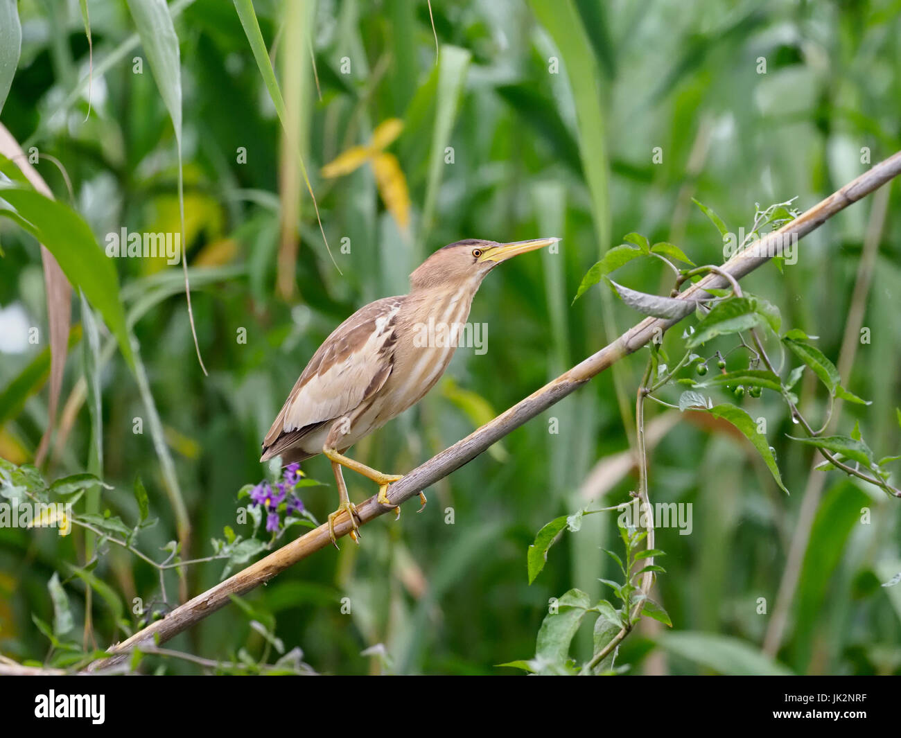 Little bittern, Ixobrychus minutus, single female in reeds, Romania ...