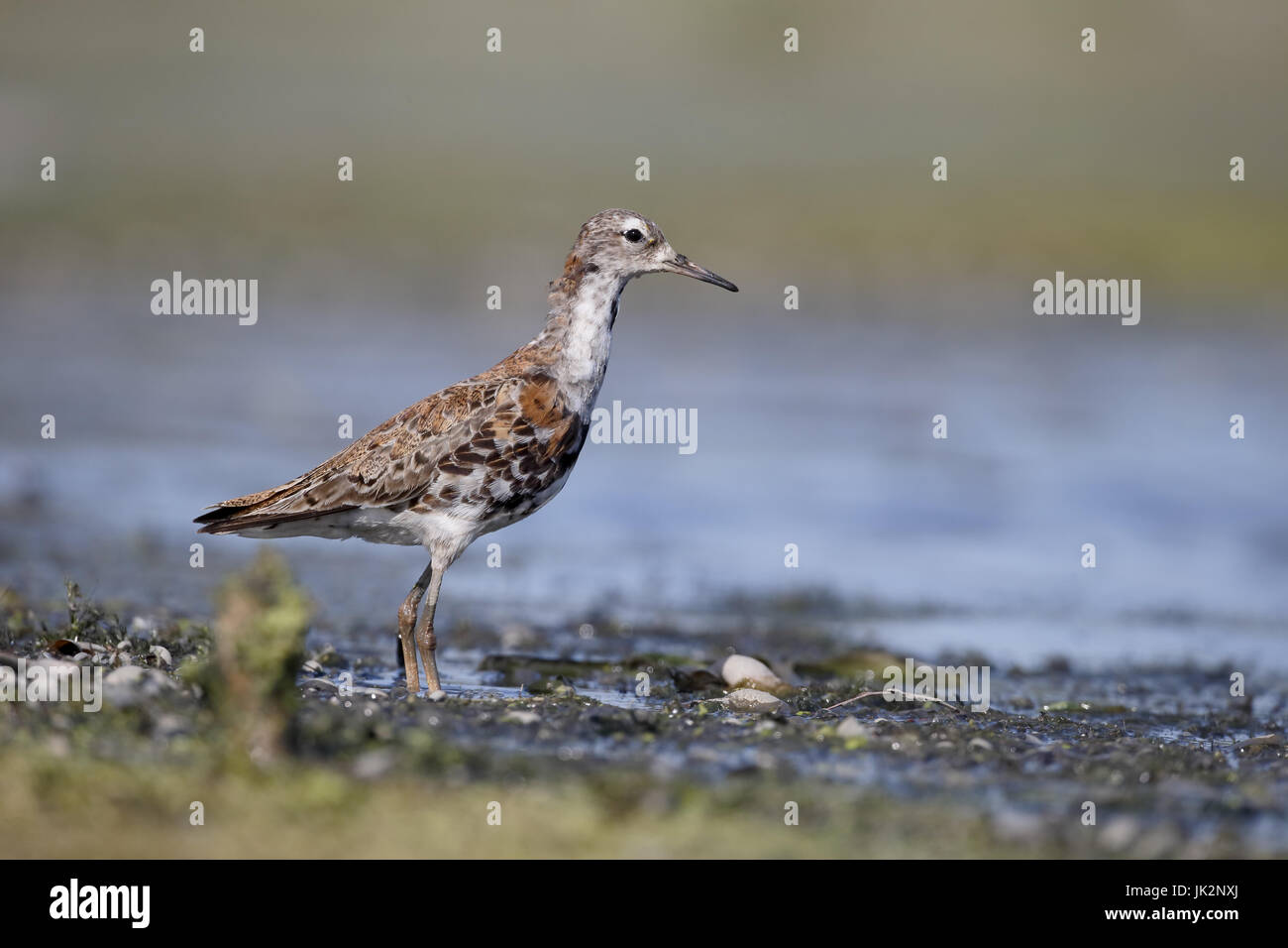 Ruff, Philomachus pugnax, single bird by water, Romania, July 2017 Stock Photo