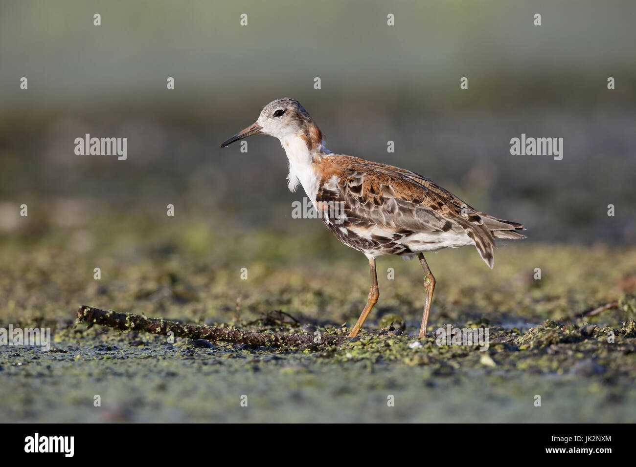 Ruff, Philomachus pugnax, single bird by water, Romania, July 2017 Stock Photo