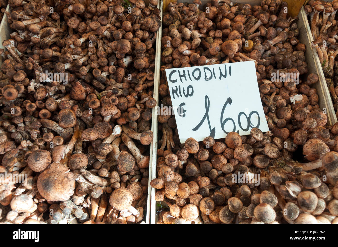 Varieties of wild mushrooms here Chiodini on sale at Rialto market in Venice Italy Stock Photo