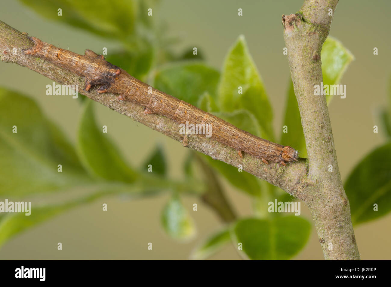 rotes-ordensband-raupe-frisst-an-salweide-catocala-nupta-phalaena
