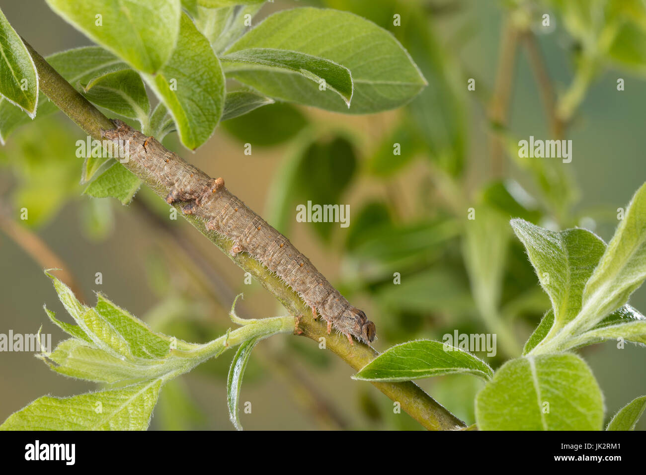 rotes-ordensband-raupe-frisst-an-salweide-catocala-nupta-phalaena