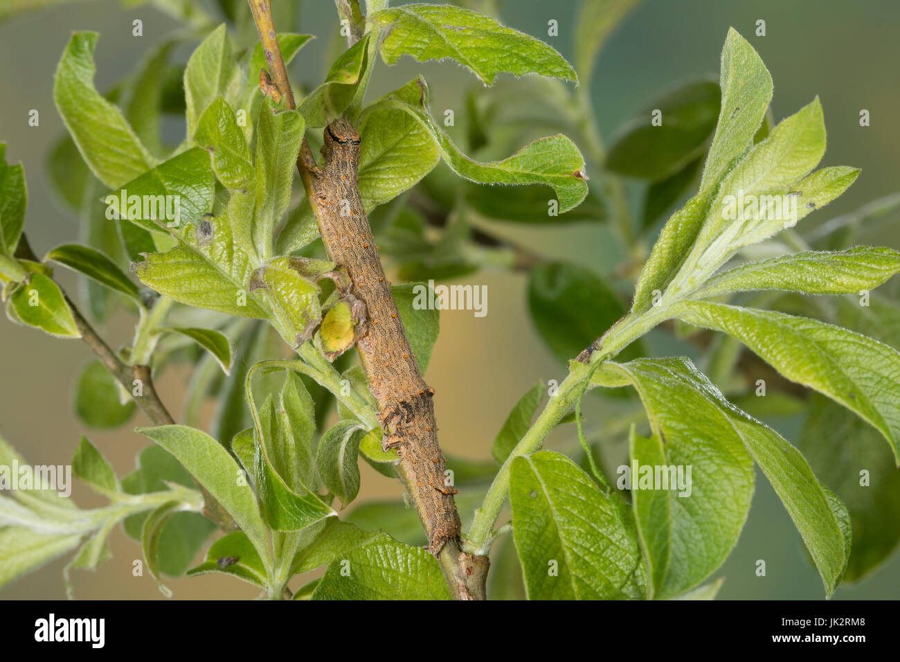 rotes-ordensband-raupe-frisst-an-salweide-catocala-nupta-phalaena