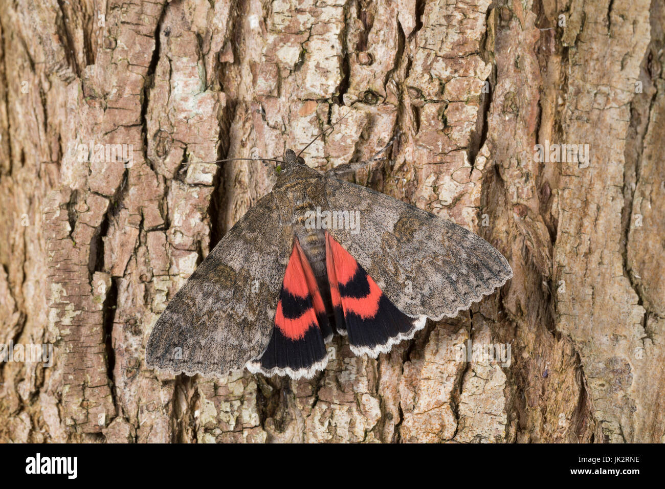 Rotes Ordensband Catocala Nupta Phalaena Nupta Red Underwing Red Stock Photo Alamy