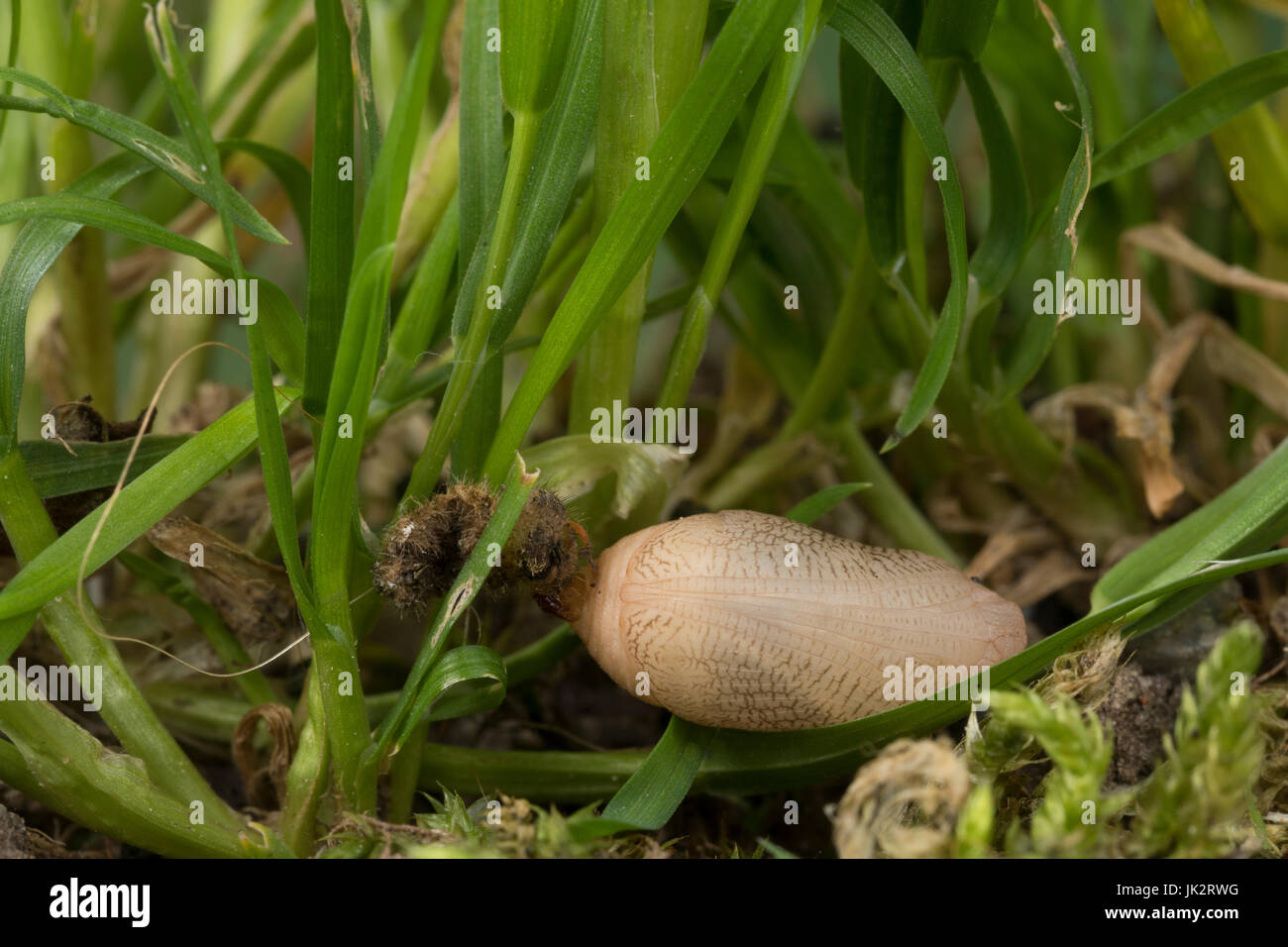 Schachbrett, Puppe, Puppenstadium, Schachbrett-Falter, Schachbrettfalter, Damenbrett, Melanargia galathea, marbled white, pupa, pupae, Le Demi-deuil,  Stock Photo