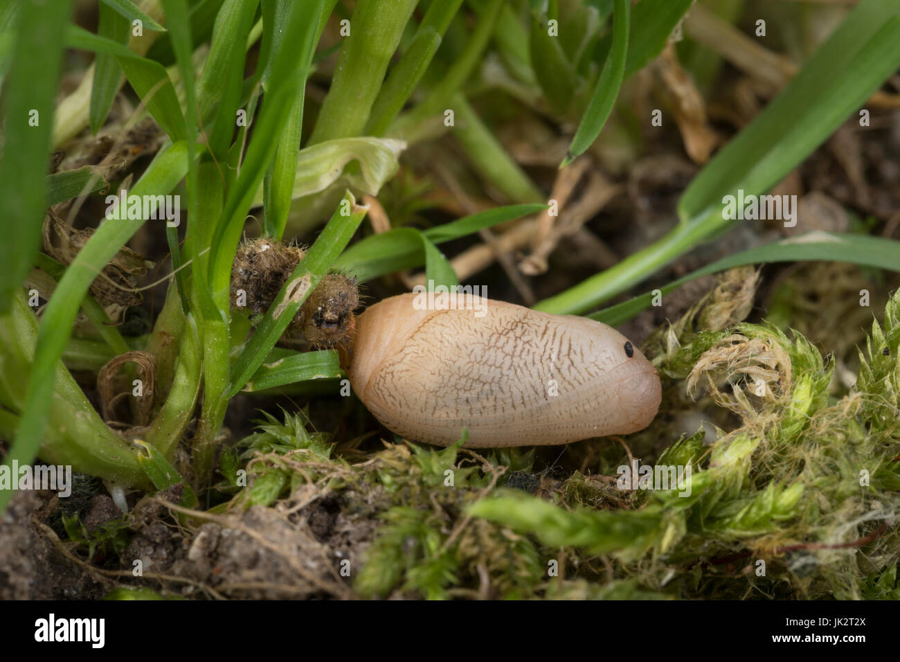 Schachbrett, Puppe, Puppenstadium, Schachbrett-Falter, Schachbrettfalter, Damenbrett, Melanargia galathea, marbled white, pupa, pupae, Le Demi-deuil,  Stock Photo